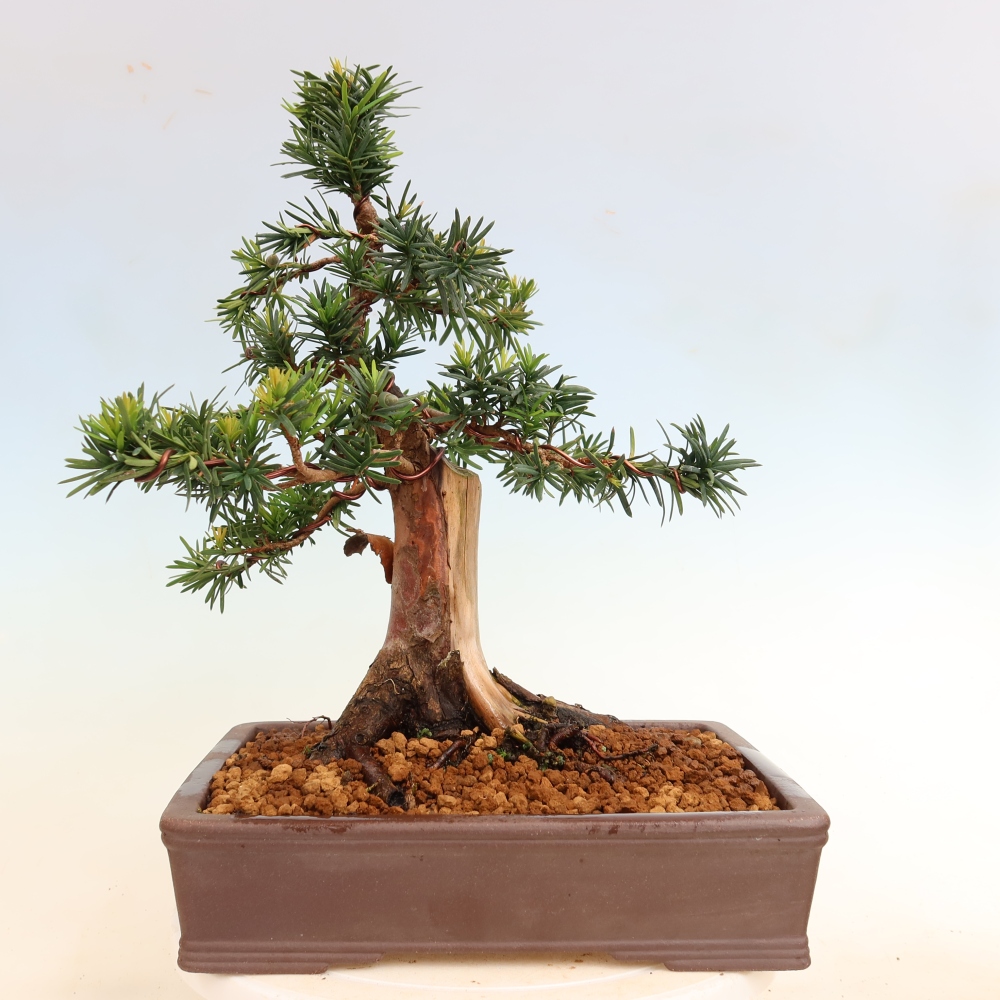 Bonsai ogrodowe – Taxus cuspidata – cis japoński