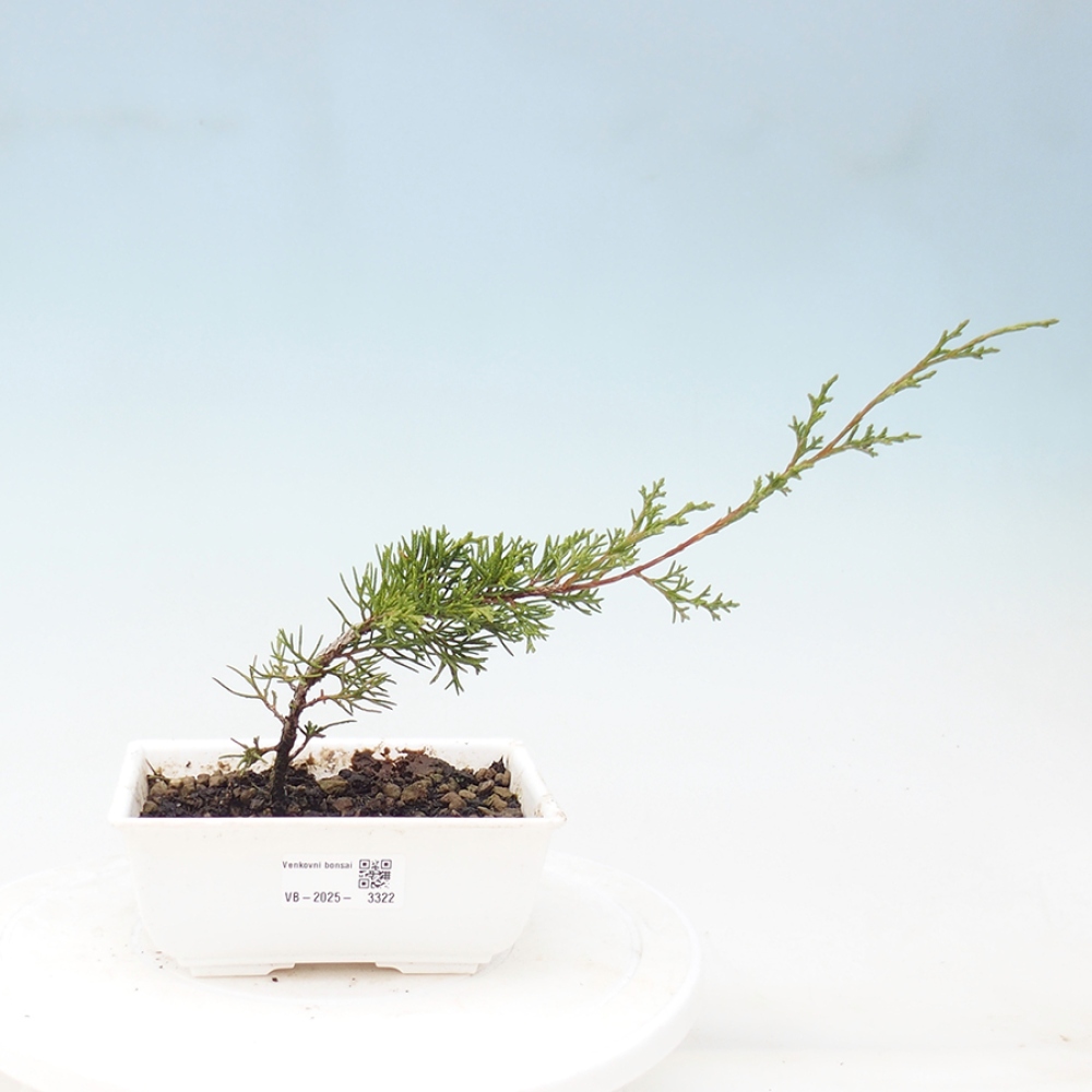 Outdoor bonsai - Juniperus chinensis Itoigawa - Jałowiec chiński