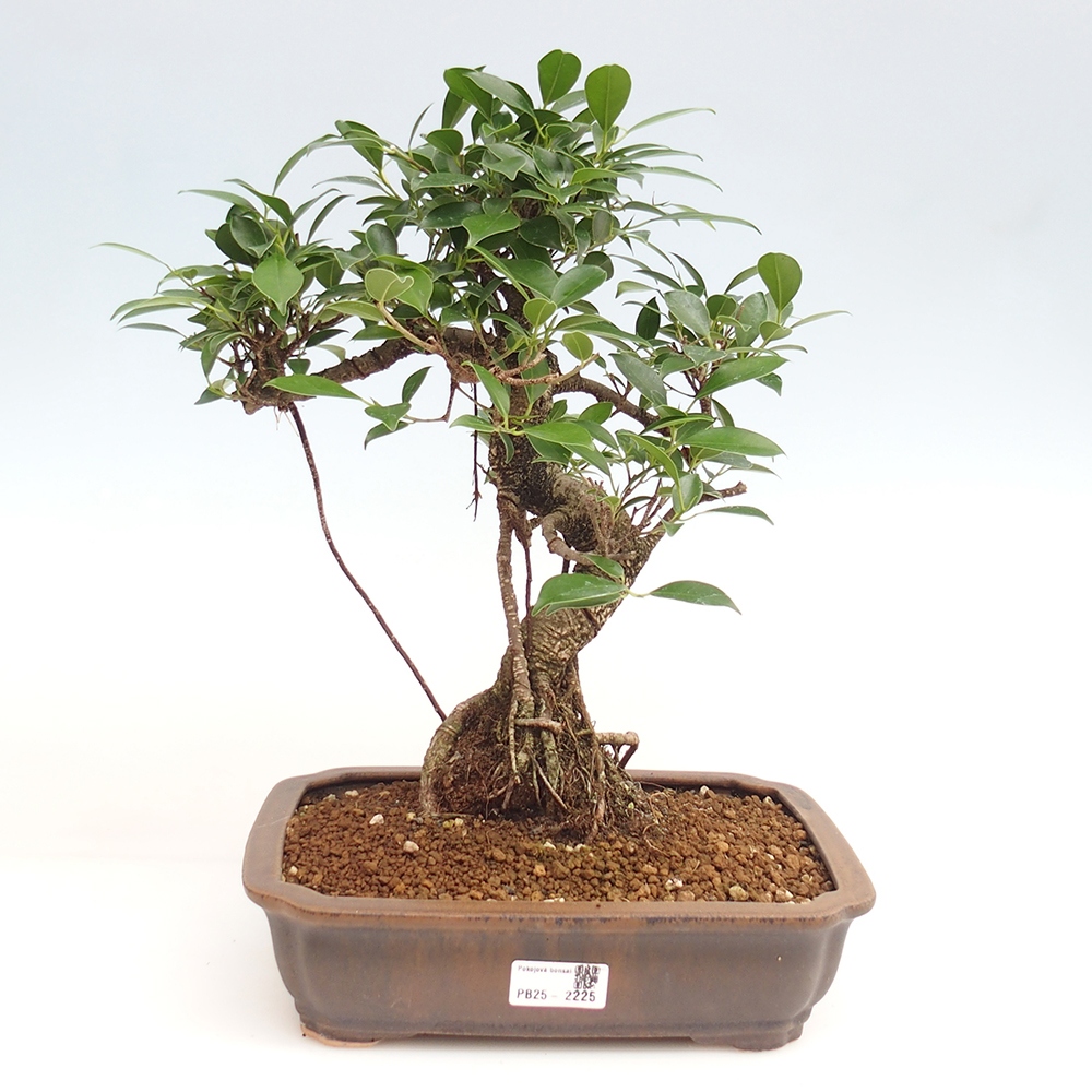 Kryty bonsai - Ficus kimmen - figowiec drobnolistny