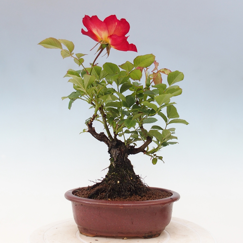 Bonsai na zewnątrz - Rosa Kordes - róża 