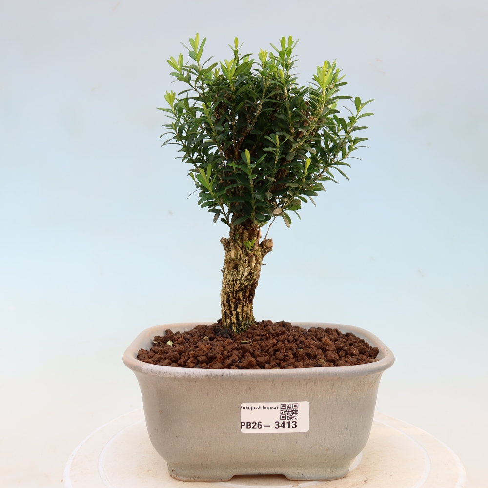 Pokój bonsai - Buxus harlandii - buxus korkowy