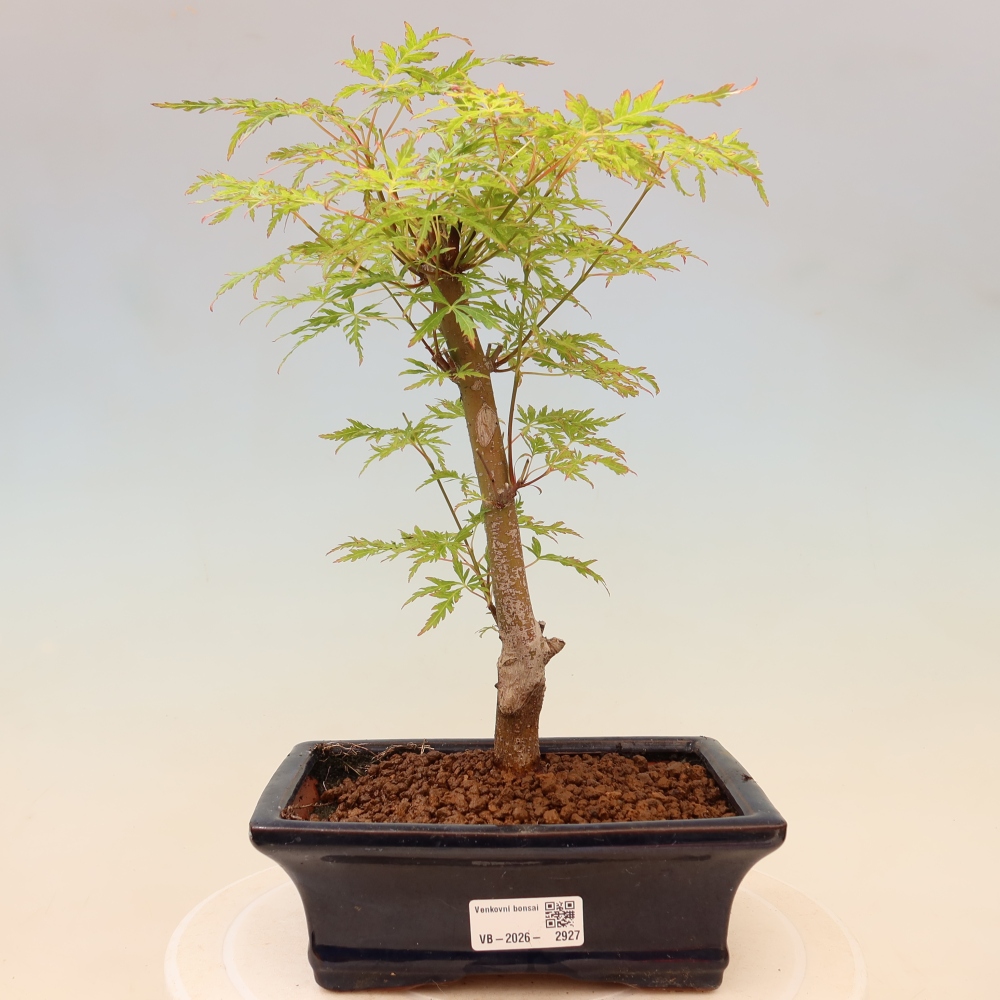 Bonsai ogrodowe – Acer palmatum Dissectum – klon palmowy 