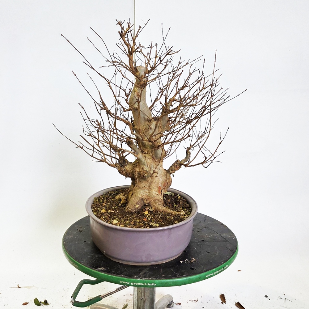Klon bonsai na zewnątrz - Acer Burgeriana