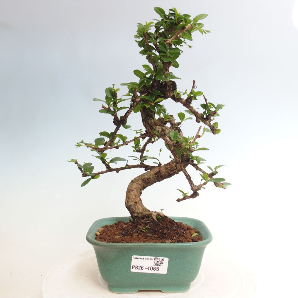 Bonsai pokojowe - Carmona macrophylla - Tea fuki