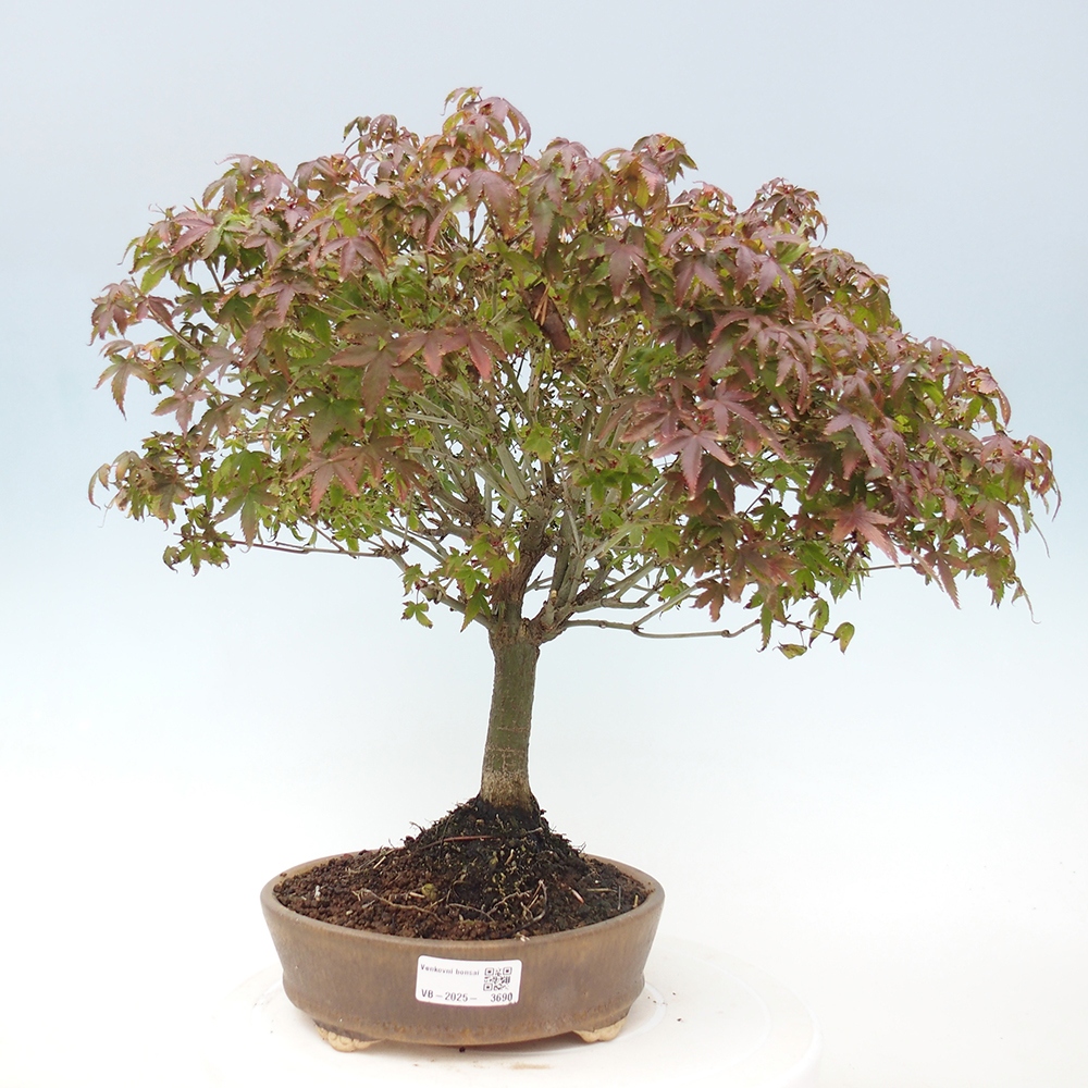 Acer palmatum KIOHIME - klon palmowy