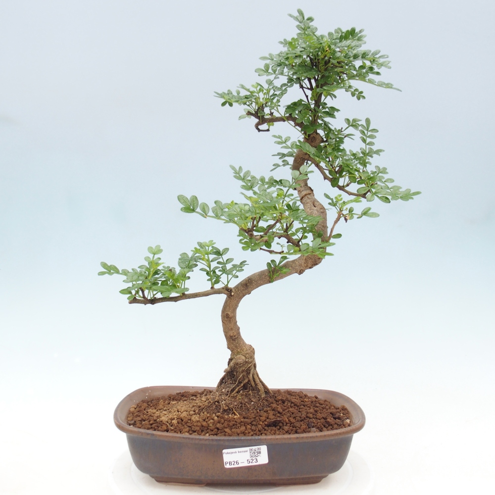 Pokój bonsai - Zantoxylum piperitum - drzewo pieprzowe