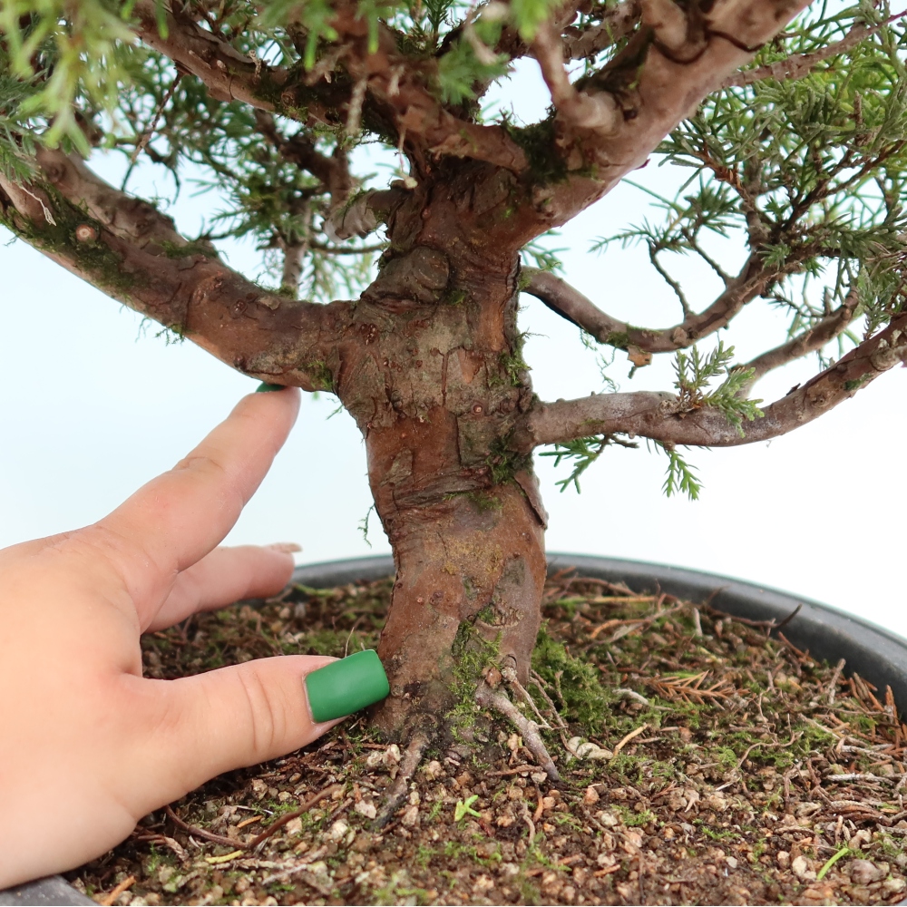 Bonsai ogrodowe – Juniperus chinensis Itoigawa – jałowiec chiński