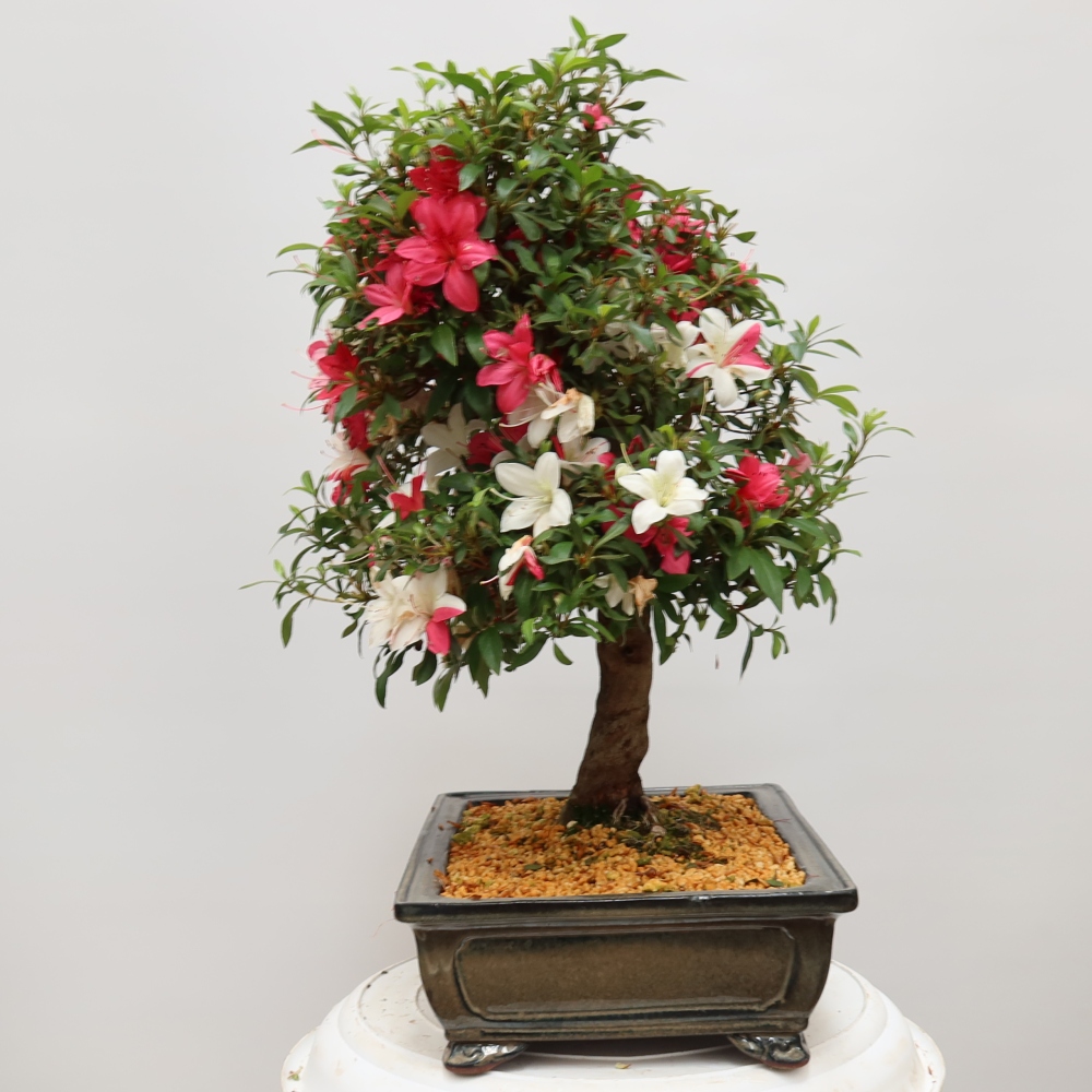 Bonsai zewnętrzne - Azalia japońska - Azalia satsuki