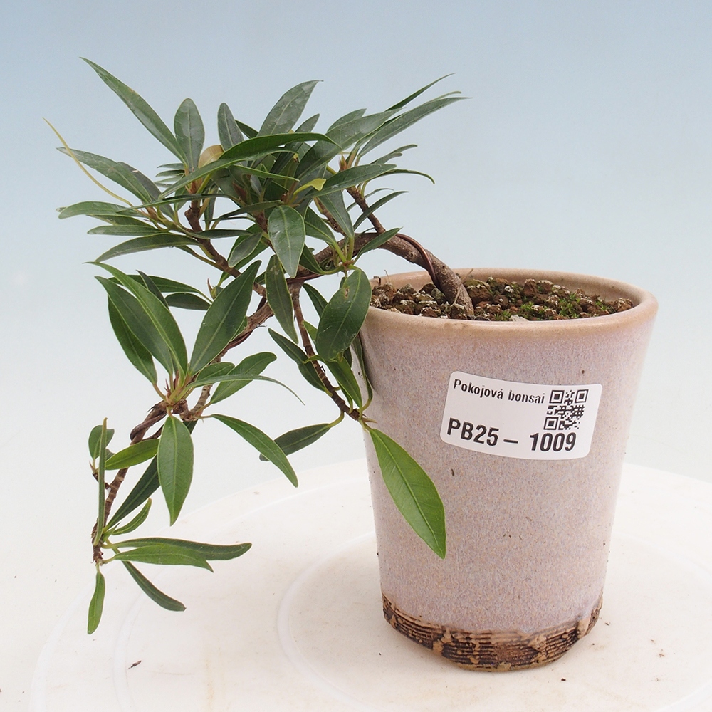 Bonsai wewnętrzne - Ficus nerifolia - figowiec drobnolistny