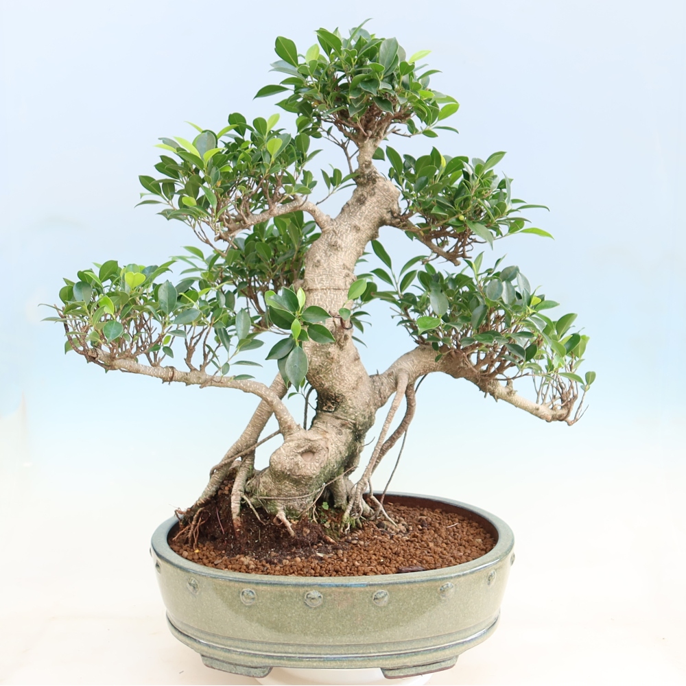 Pokój bonsai - Ficus kimmen - figowiec drobnolistny
