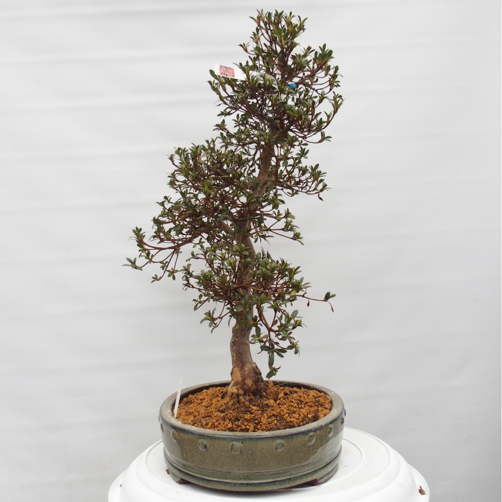 Bonsai zewnętrzne - Azalia japońska - Azalia Akari