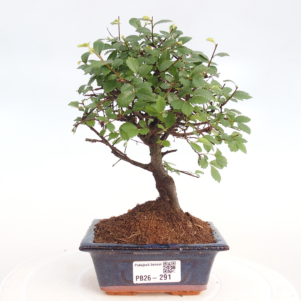Pokój bonsai - Ulmus parvifolia - Wiąz drobnolistny