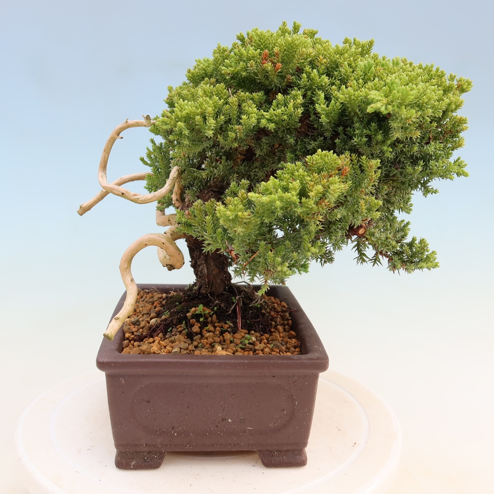 Bonsai ogrodowe – Juniperus procumbens – Jałowiec rozłożysty