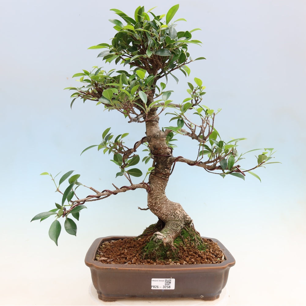 Pokój bonsai - Ficus kimmen - figowiec drobnolistny