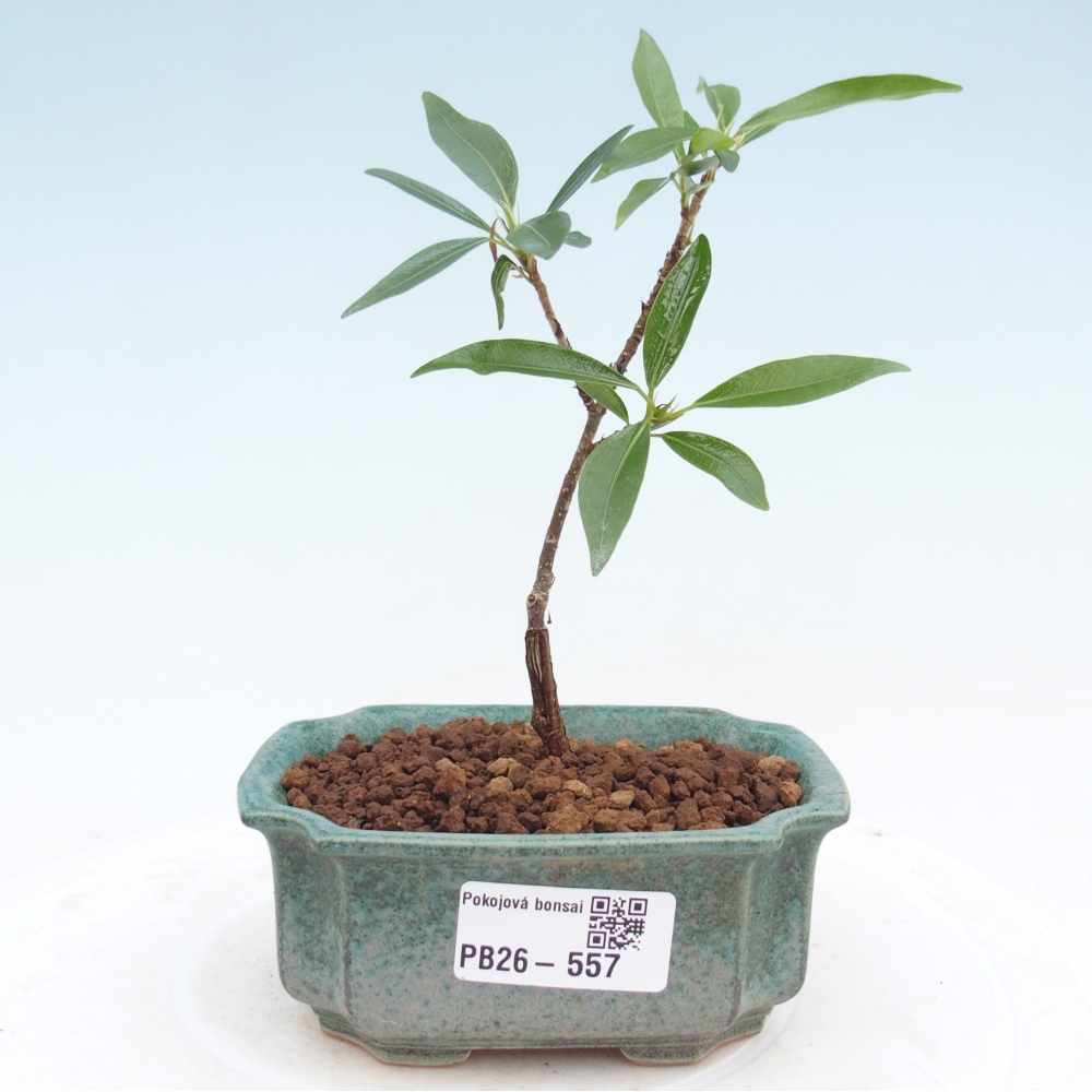 Pokój bonsai - Ficus nerifolia - figowiec drobnolistny