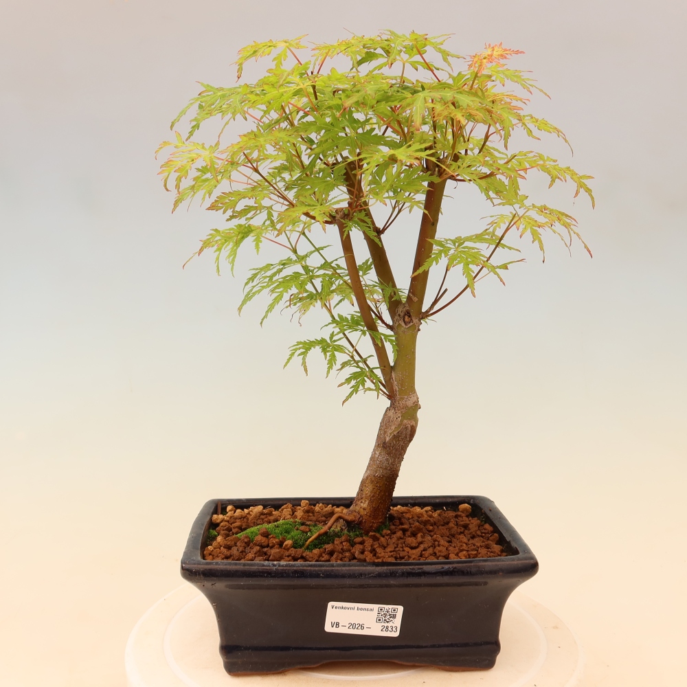 Bonsai ogrodowe – Acer palmatum Dissectum – klon palmowy 