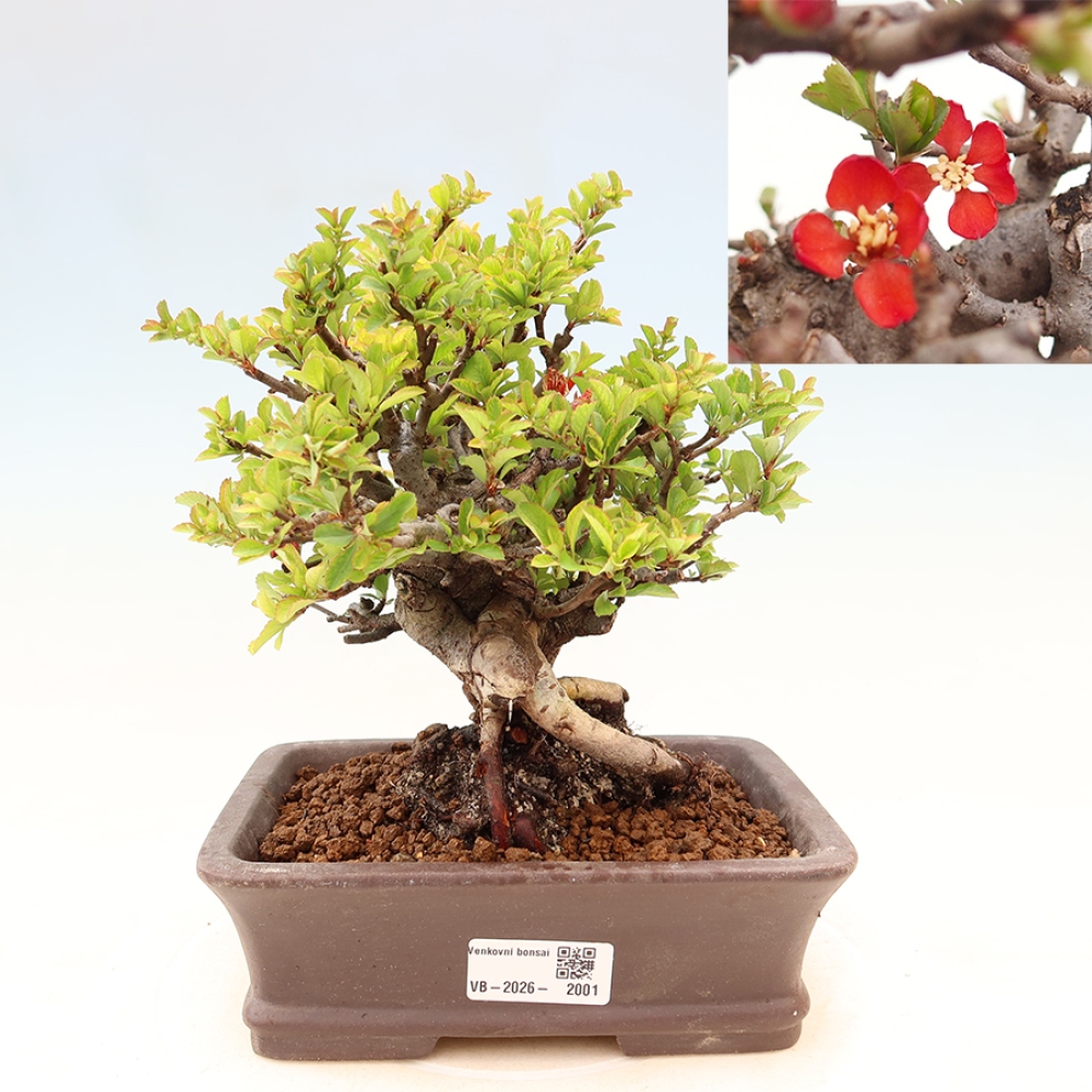 Bonsai zewnętrzne - Chaneomeles speciosa Chojubai