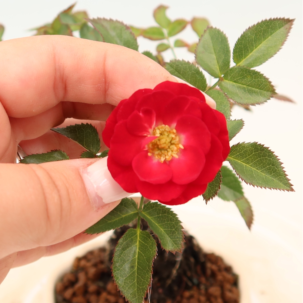Bonsai ogrodowe – Rosa Kordes – róża