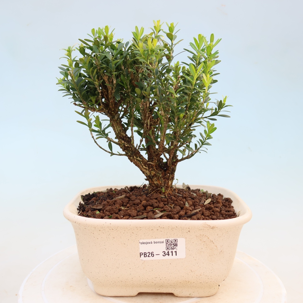 Pokój bonsai - Buxus harlandii - buxus korkowy