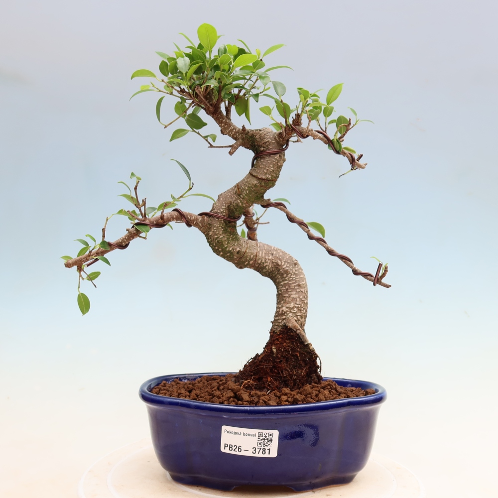 Pokój bonsai - Ficus kimmen - figowiec drobnolistny