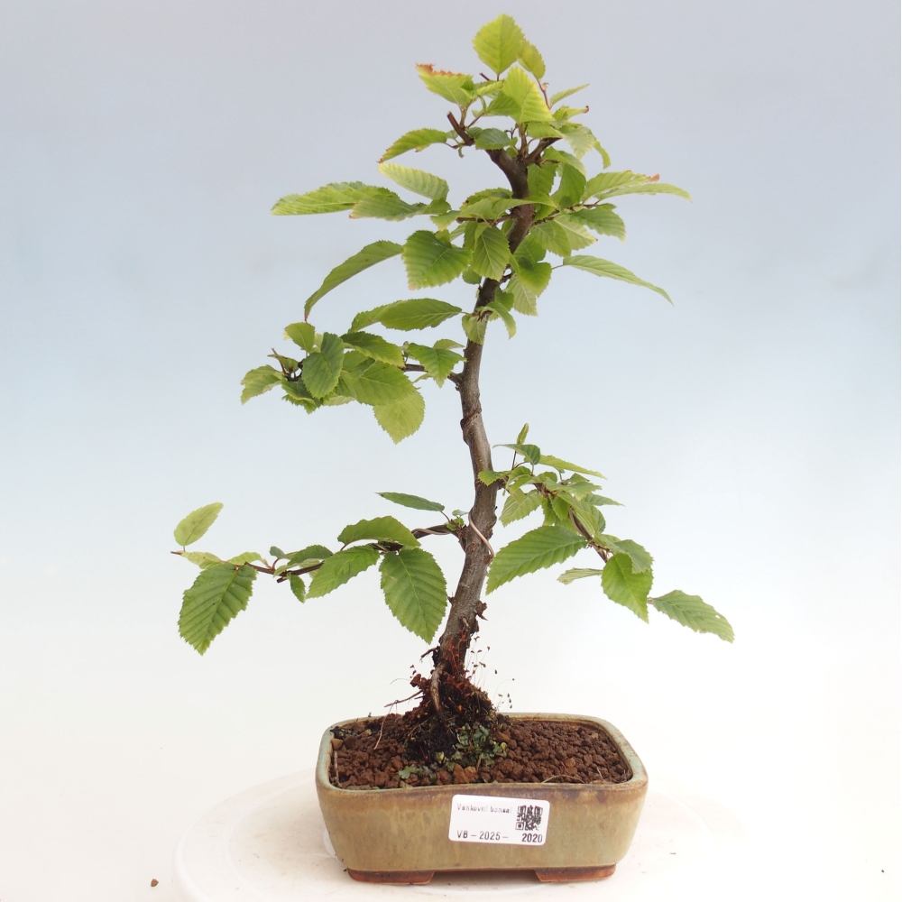 Bonsai zewnętrzne - Grab - Carpinus betulus