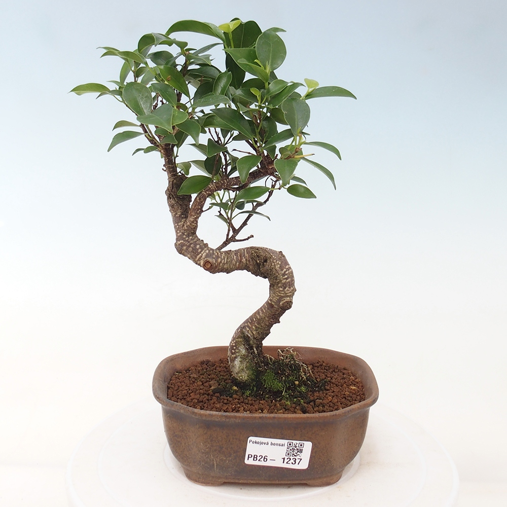 Pokój bonsai - Ficus retusa - figowiec drobnolistny