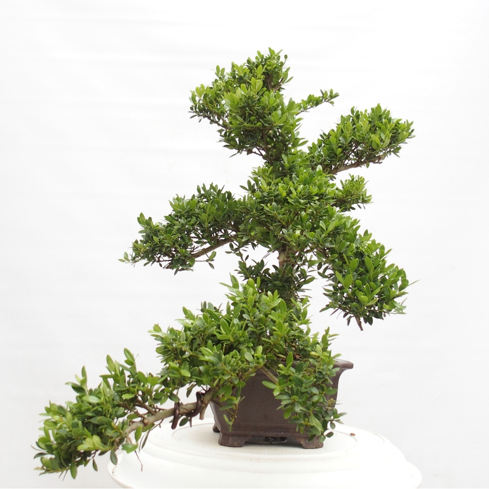 Kryty bonsai - Ilex crenata - Holly
