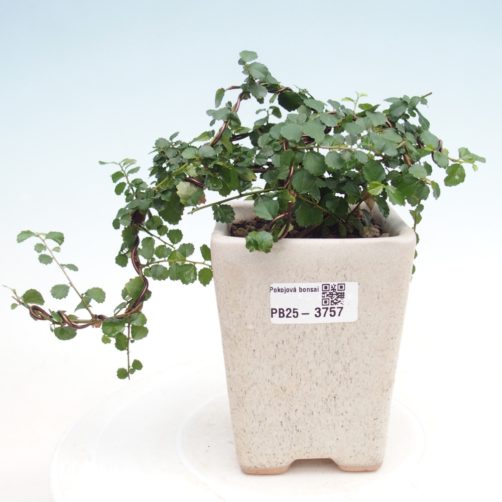 Pokój bonsai - Grewia sp. - Grewia malafolia