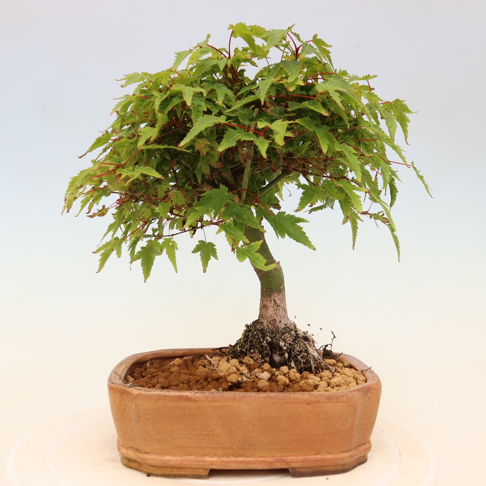Acer palmatum KIOHIME - klon palmowy