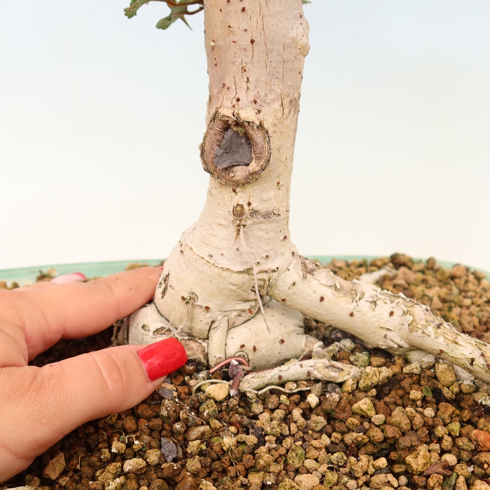 Bonsai domowe - Hibiscus tiliaceus - Hibiskus morski