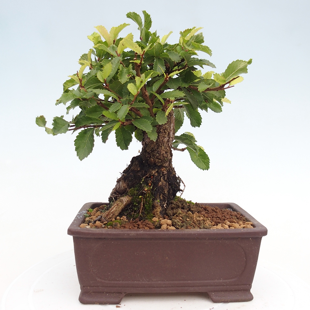 Bonsai zewnętrzne - Zelkova - Zelkova NIRE