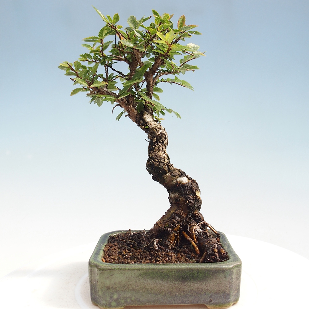 Outdoor bonsai - Zelkova - Zelkova NIRE