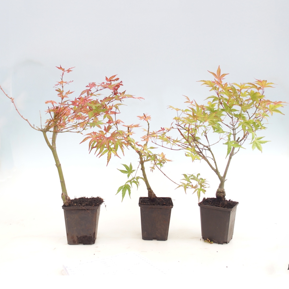 Bonsai outdoor - Acer palmatum Beni Tsukasa w pojemniku