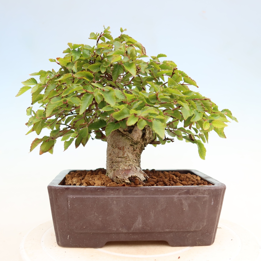 Outdoor bonsai - Carpinus coreana - grab koreański