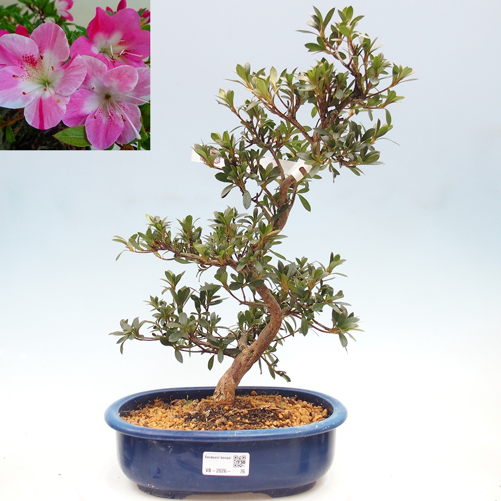 Bonsai zewnętrzne - Azalia japońska - Azalia Reiko
