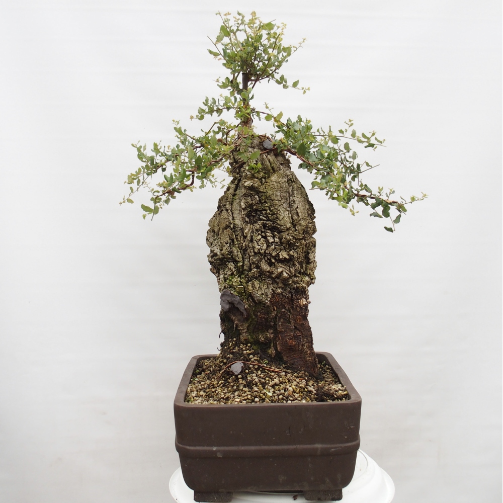 Bonsai zewnętrzne Quercus suber