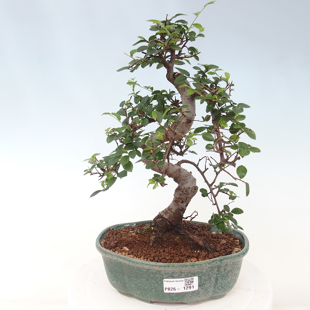 Pokój bonsai - Ulmus parvifolia - Wiąz drobnolistny
