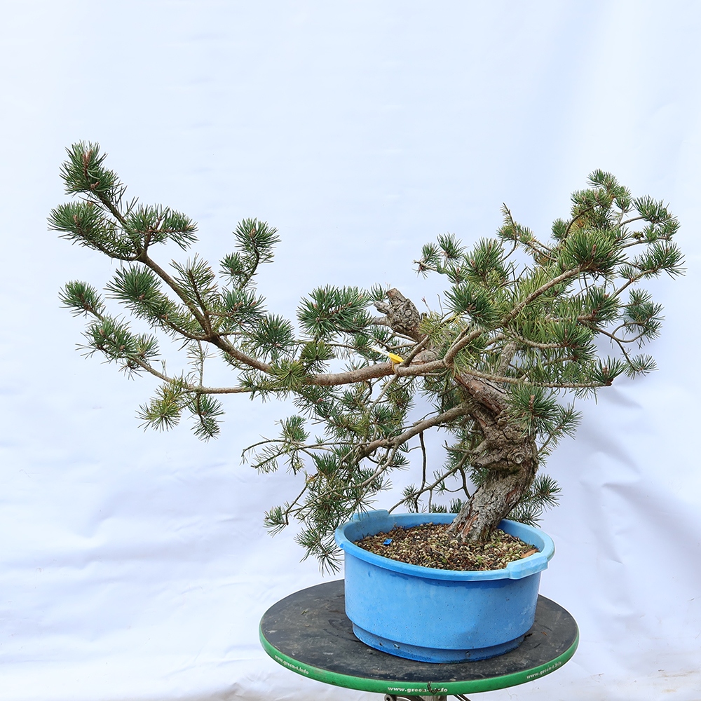 Pinus sylvestris Hiszpania – sosna zwyczajna