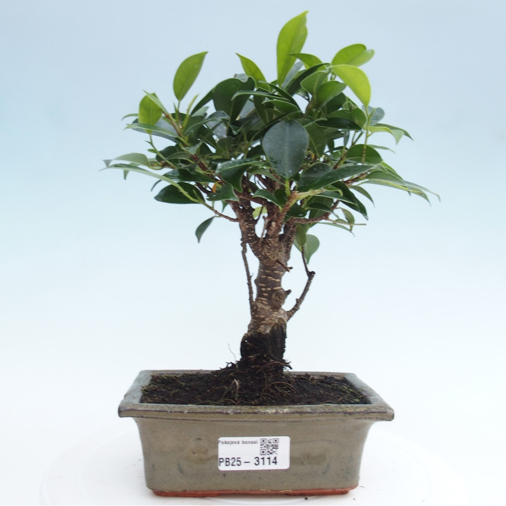 Bonsai wewnętrzne - Ficus retusa - figowiec drobnolistny