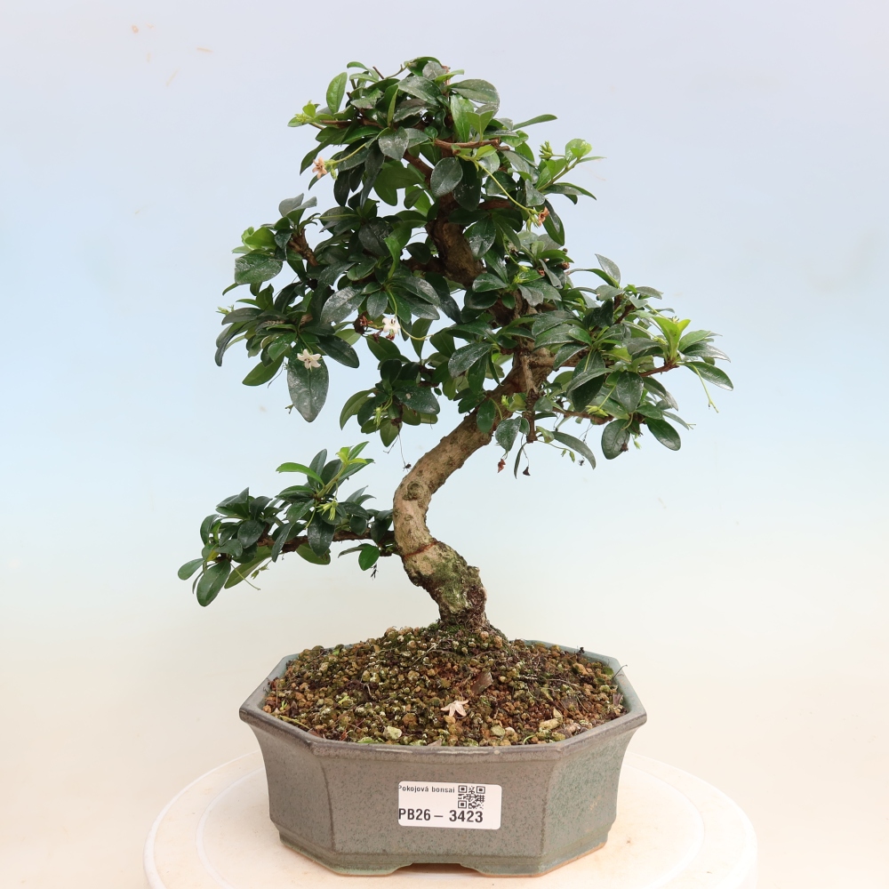 Bonsai pokojowe - Carmona macrophylla - Tea fuki