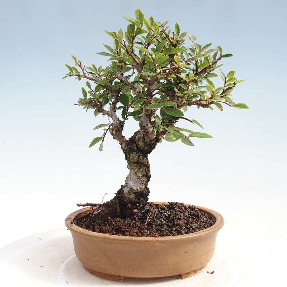 Outdoor bonsai - Zelkova - Zelkova NIRE