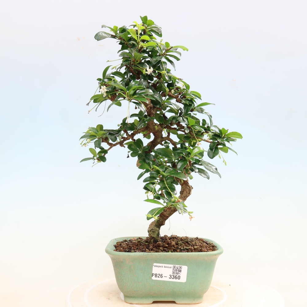 Bonsai pokojowe - Carmona macrophylla - Tea fuki