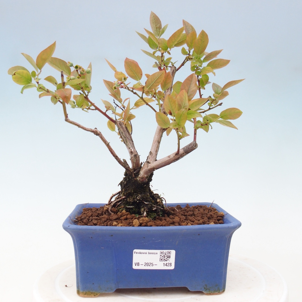Bonsai Outdoor - Borówka kanadyjska - Vaccinium corymbosum