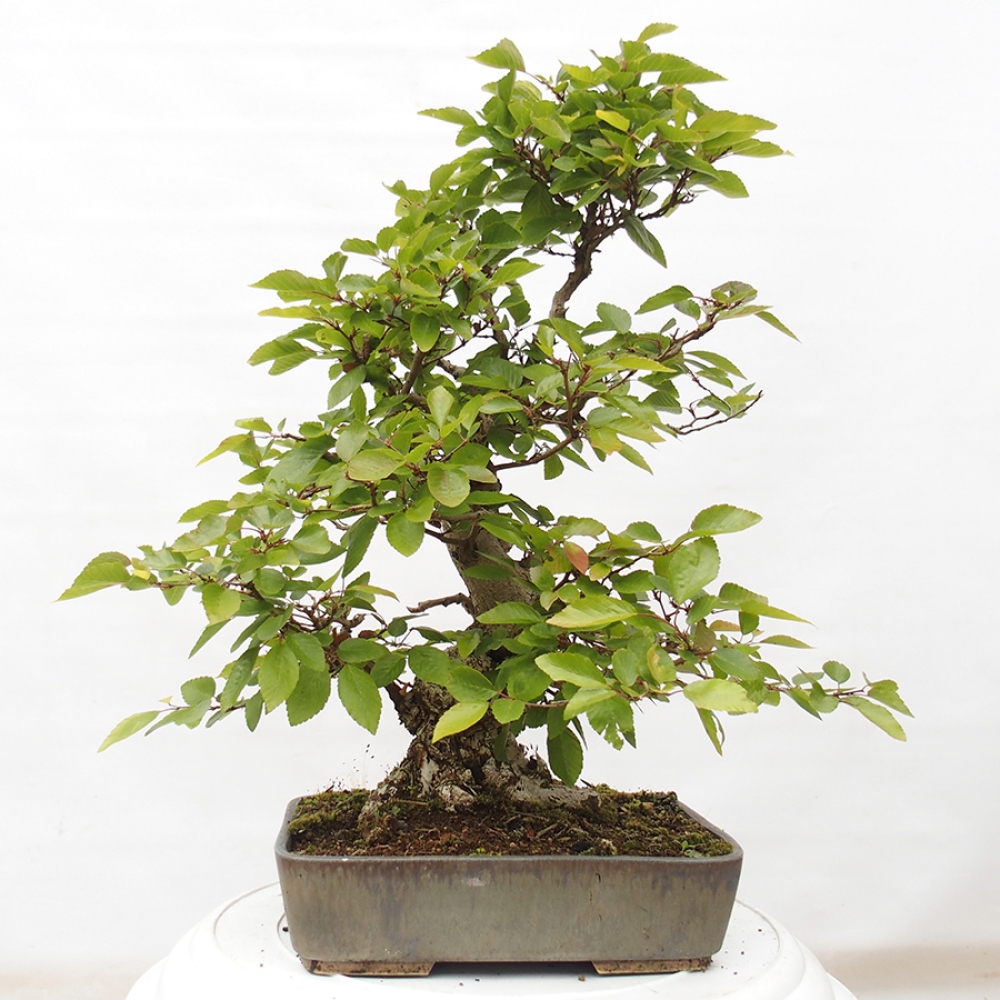 Bonsai zewnętrzne -Carpinus CARPINOIDES - grab koreański