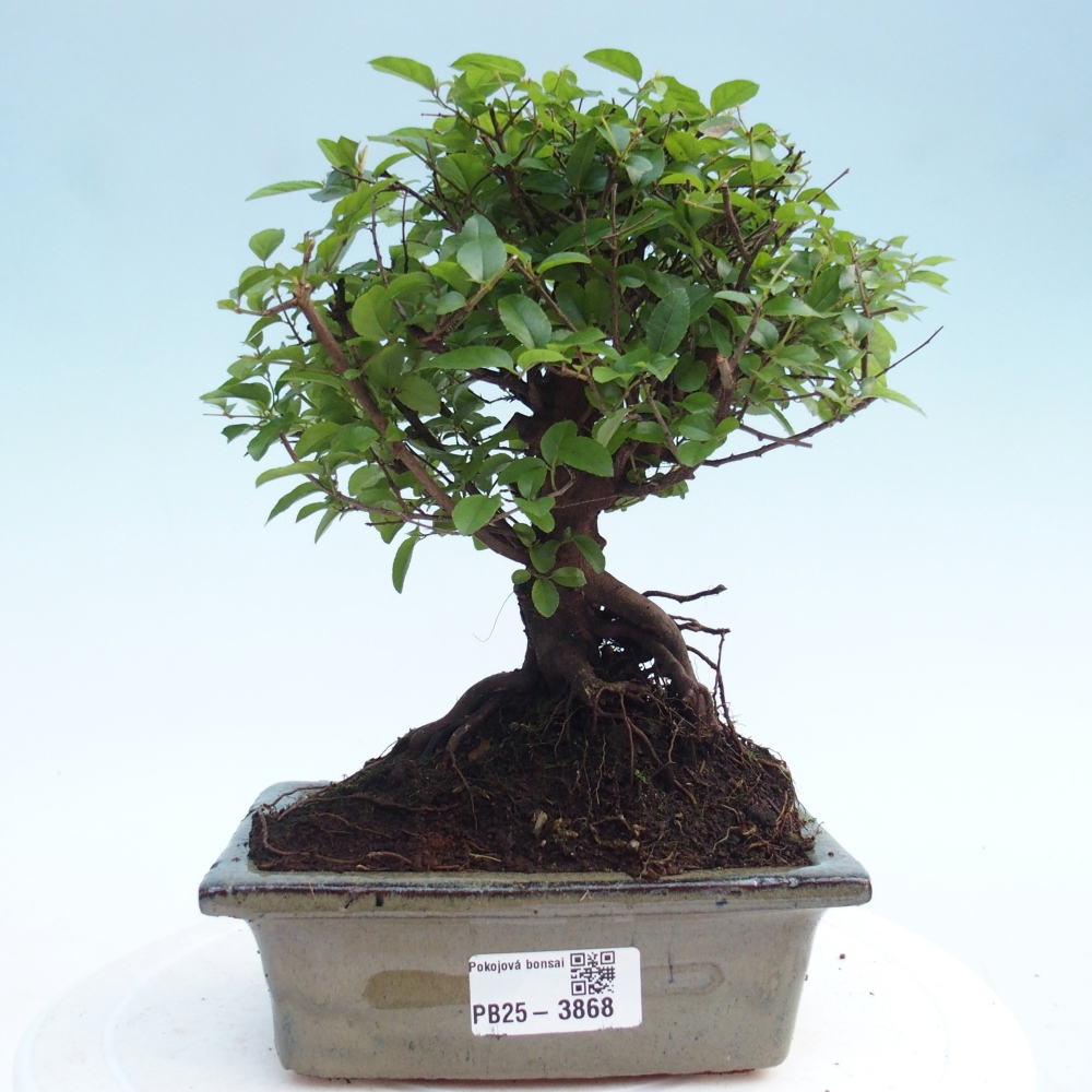 Bonsai pokojowe - Sageretia thea - Sageretia thea