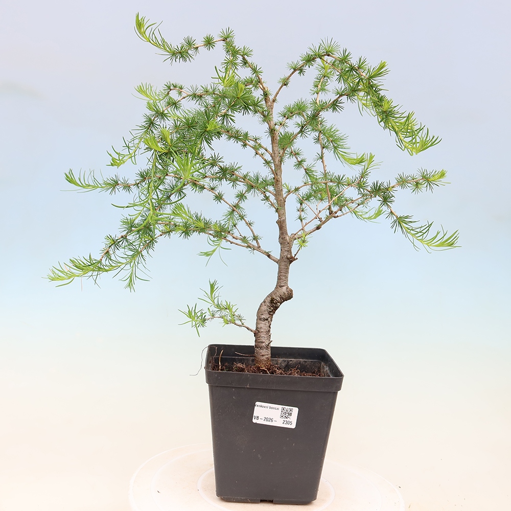 Bonsai zewnętrzne - Larix decidua - Modrzew