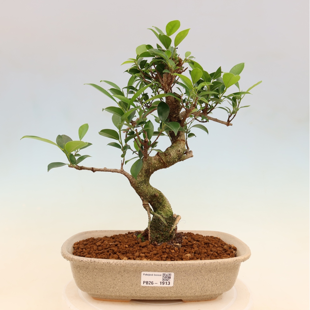 Pokój bonsai - Ficus kimmen - figowiec drobnolistny