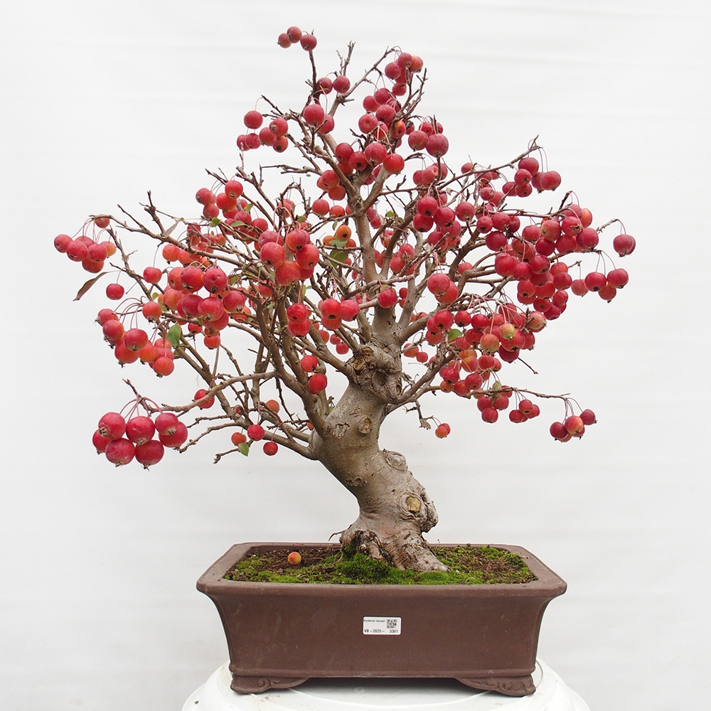 Bonsai plenerowe - Malus Halliana - Jabłoń drobnoowocowa