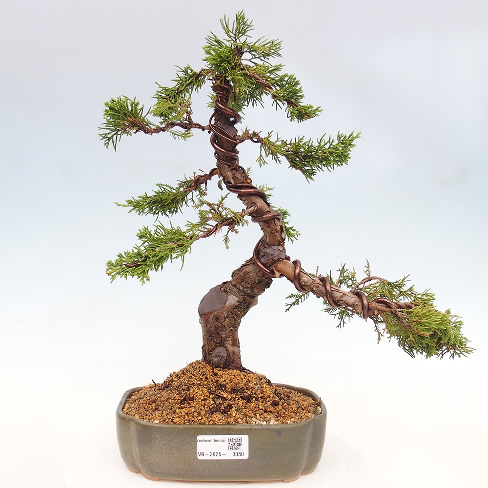 Outdoor bonsai - Juniperus chinensis Itoigawa - Jałowiec chiński