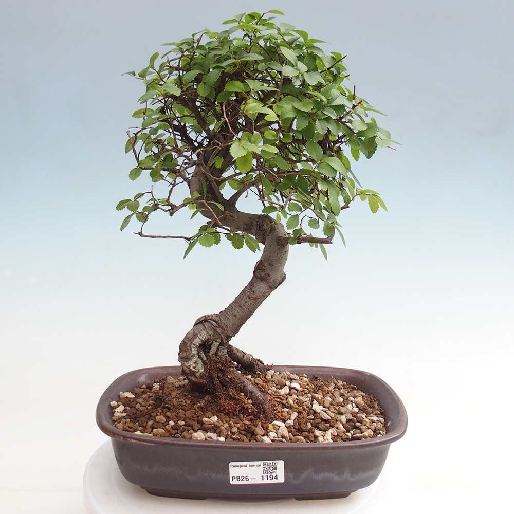 Pokój bonsai - Ulmus parvifolia - Wiąz drobnolistny